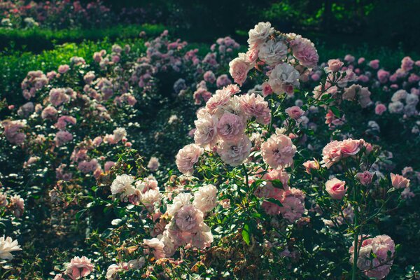 Großes Beet voller blühender Rosen in verschiedenen Rosatönen.